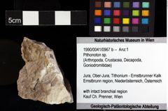 Foto (Objket + Etiketten) von Pithonoton sp. 